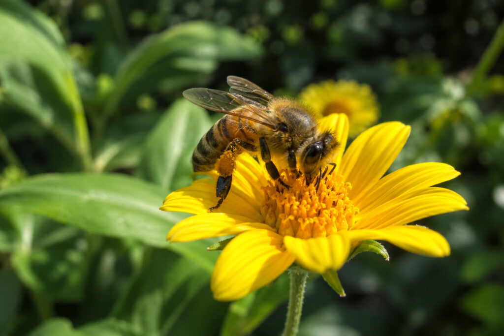 7 Simple Backyard Changes That Could Save Your Local Bee Colony This Year