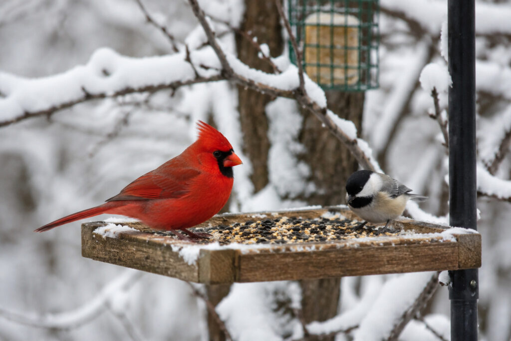 7 Winter Mistakes That Scare Birds Away (You’re Probably Doing #4 Without Realizing It)