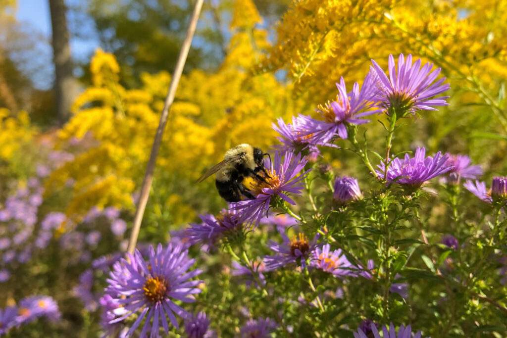 8 Fall-Planted Native Bee Magnets That Create a Pollinator Paradise (While Everyone Else Waits for S