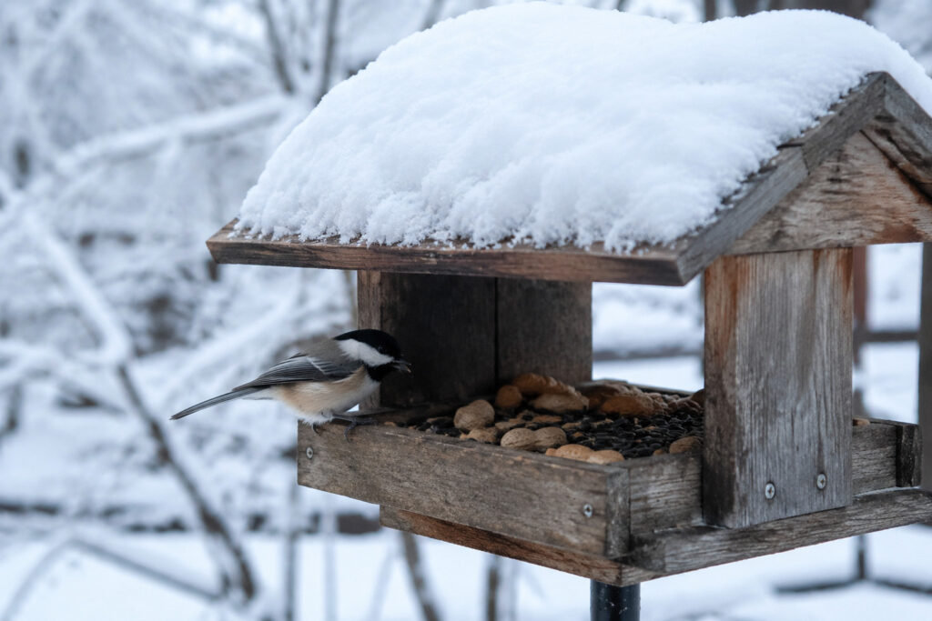 8 “Human Foods” in Your Pantry That Save Birds During a Polar Vortex
