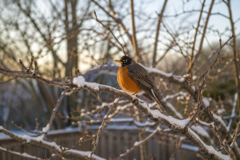 9 Birds That Return to Your Yard Before Winter Is Even Over