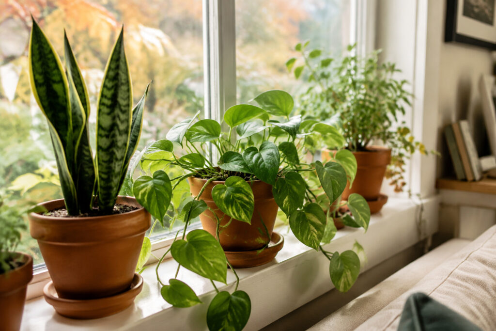 9 Fall Habits That Keep Houseplants Thriving All Winter (Most Plant Parents Get #3 Wrong)