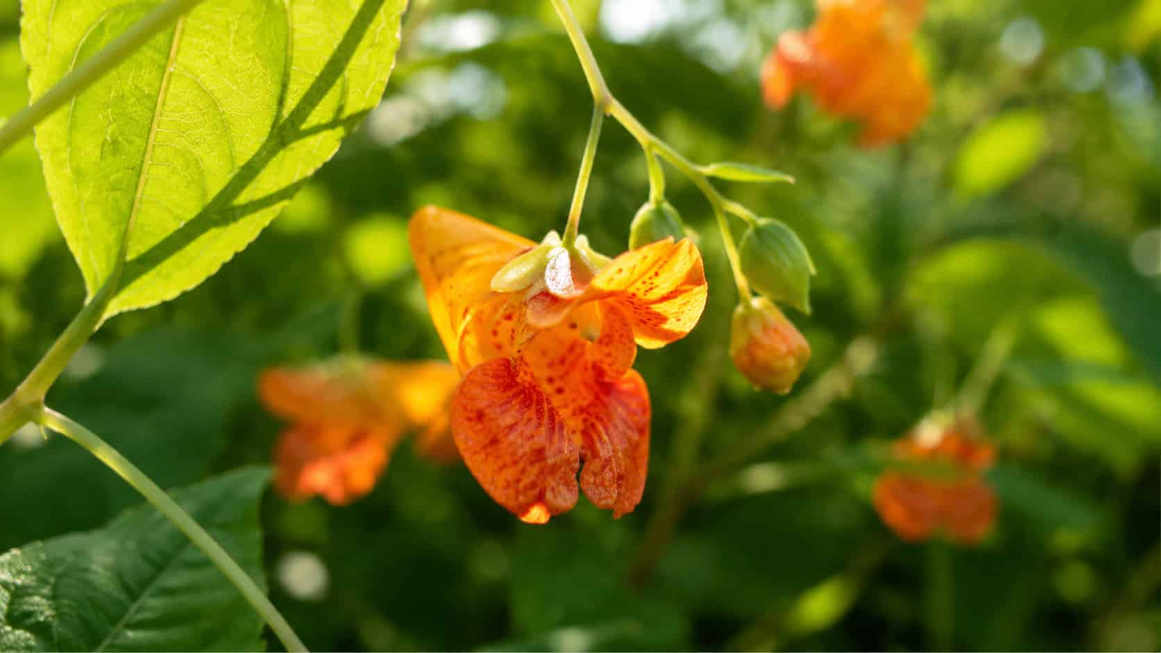 backyard flower looks invasive saves pollinators july featured