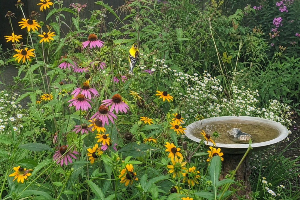 Build a 3-Square-Foot Wildlife Magnet That Outworks Any Garden 10 Times Its Size