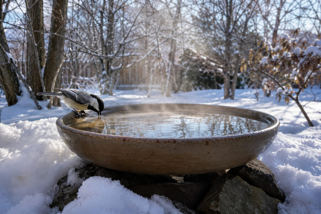 Cozy Sips, Not Scalding Sinks: Why Birds Need Warm (But Never Hot) Water in February