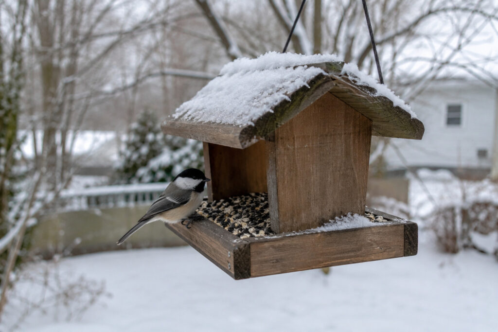 Do Birds Really Need Us in Winter? The Answer Might Surprise You