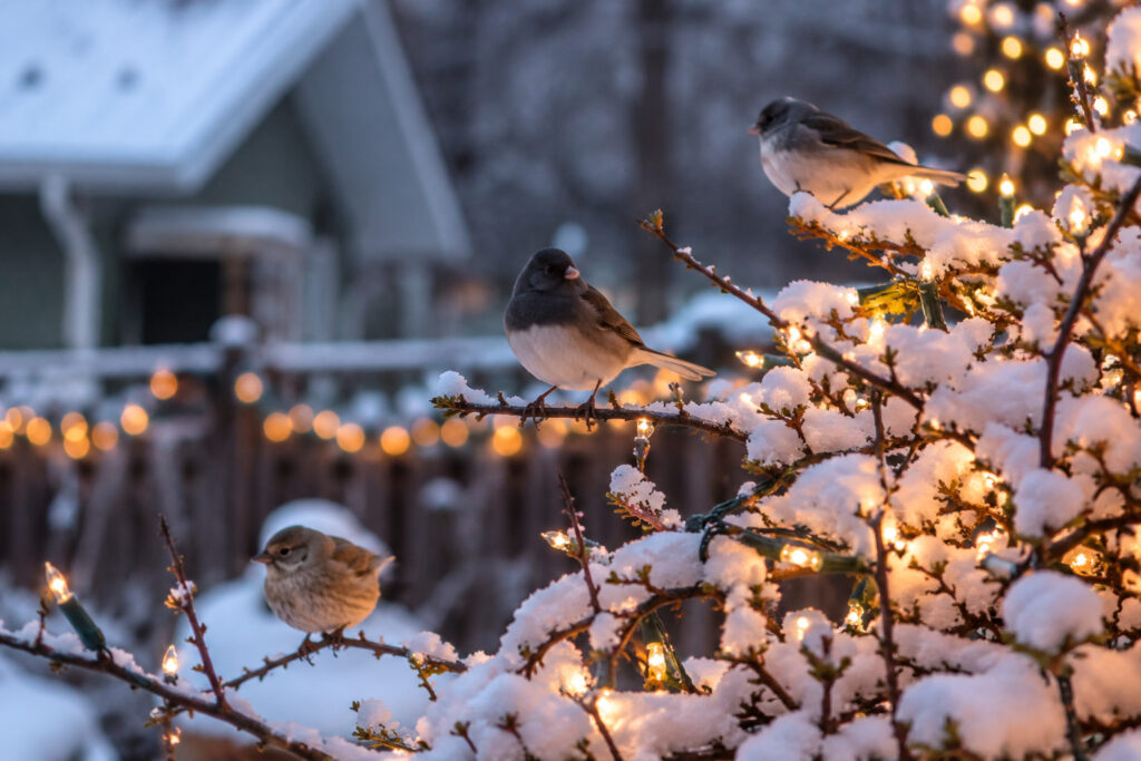Do Christmas Lights Scare Birds Away? Here’s What the Research Says