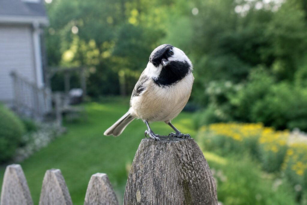 A black-capped chickadee perched on a weathered garden fence post