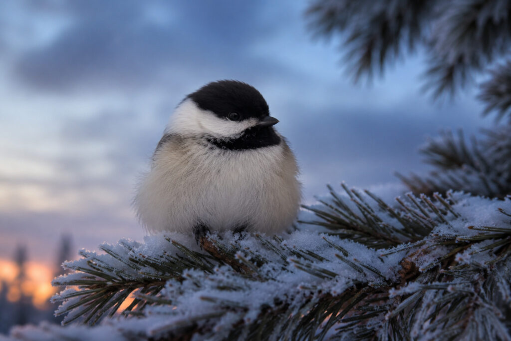 How Birds Stay Warm at Night: The Ingenious Trick Most People Never See