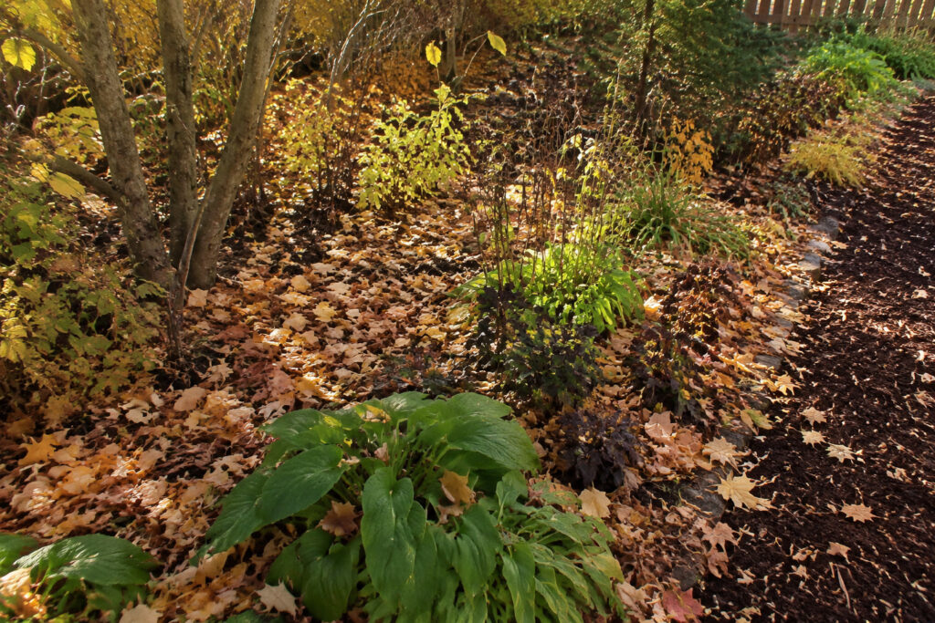How to Create a No-Rake Fall Leaf Strategy That Saves Your Garden (And Your Back)