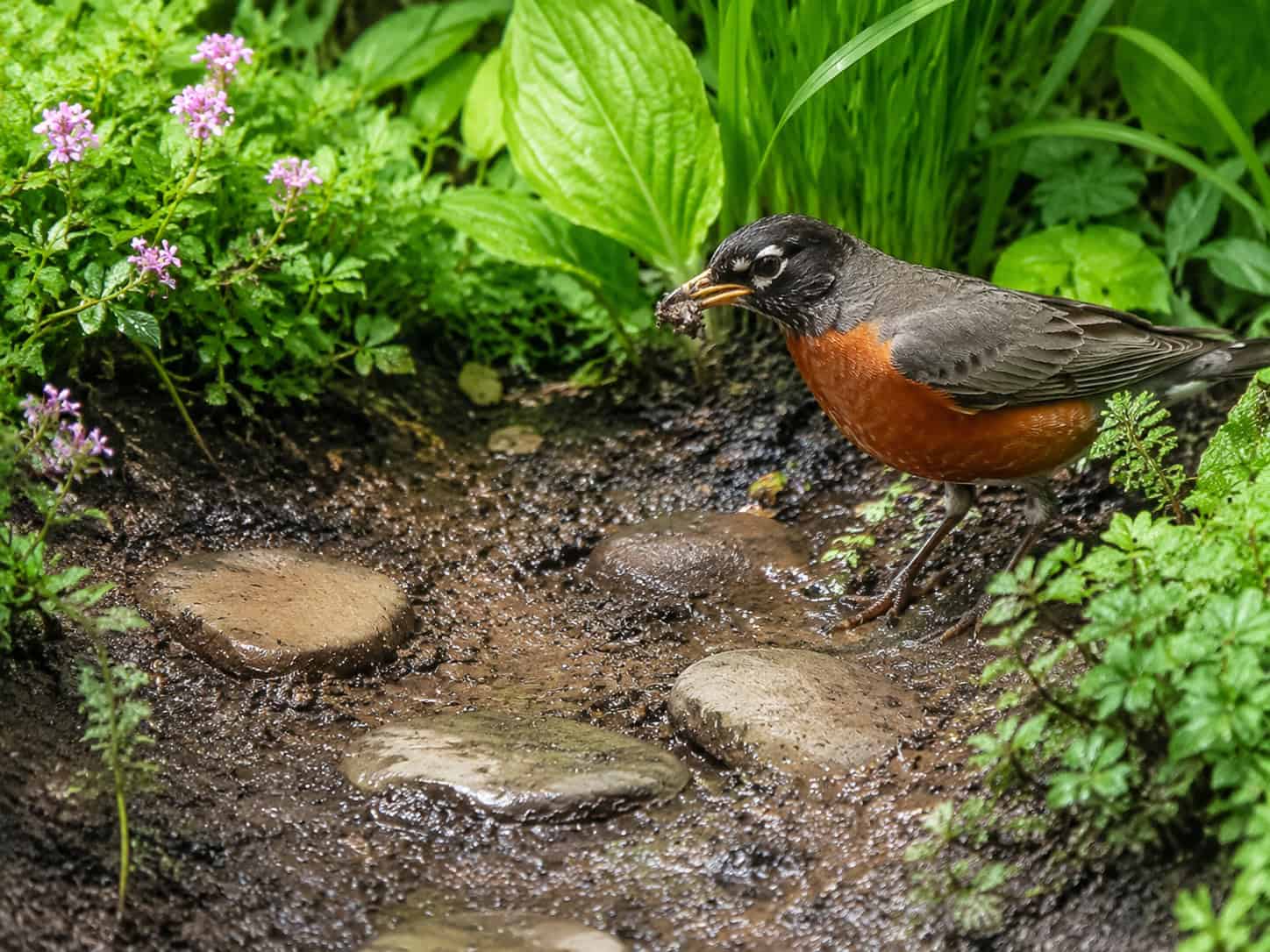 Why You Should Leave a Muddy Puddle in One Corner of Your Yard This Week