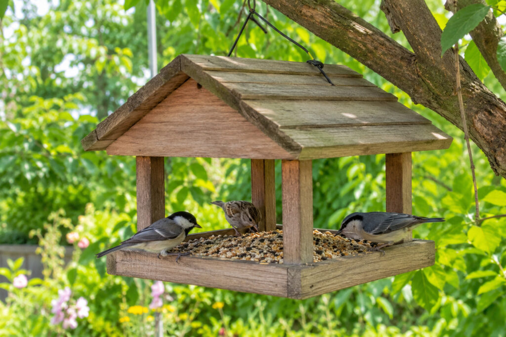 Place Bird Food Here, Not There: 10 Spots Birds Actually Love