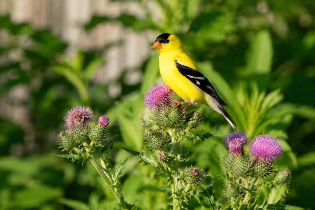 14 ‘Imperfect’ Yard Habits That Attract Finches