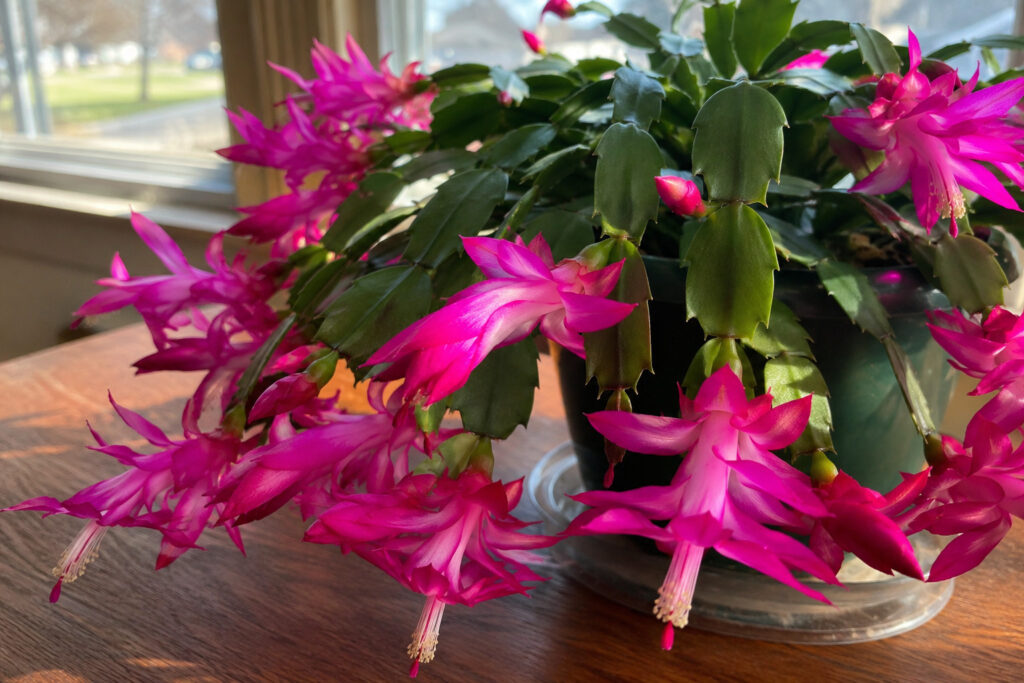The 3-Minute Cactus ID That Turns Holiday Plant Shopping Into Expert Mode