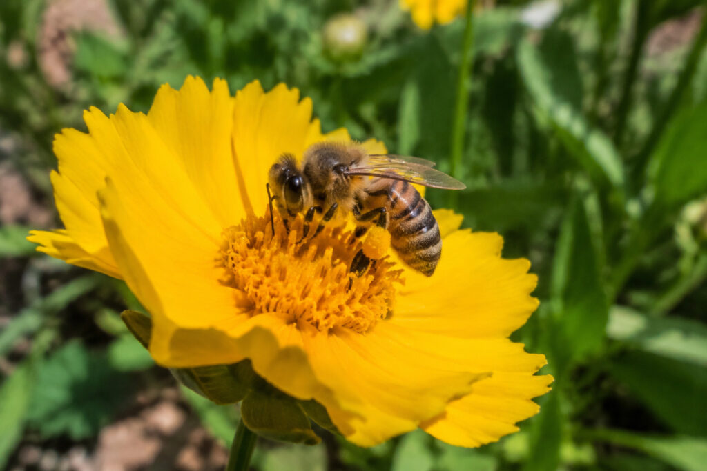 The 7 Life-Changing Services Your Garden Bees Perform While You Sleep