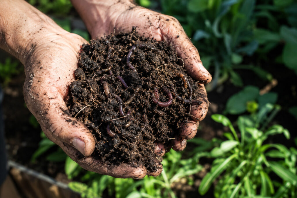 The Hidden Underground Ecosystem That Feeds Your Garden (And How To Protect It)