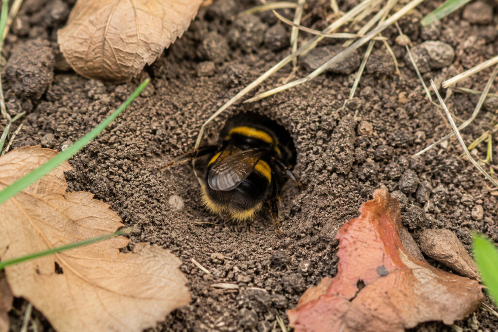 The Secret Underground Empire: What Really Happens When Bumblebee Queens Disappear Every Fall
