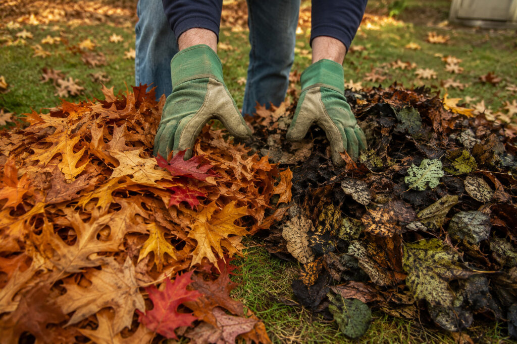 The Smart Way to Handle Fall Leaves: Which to Leave and Which to Remove