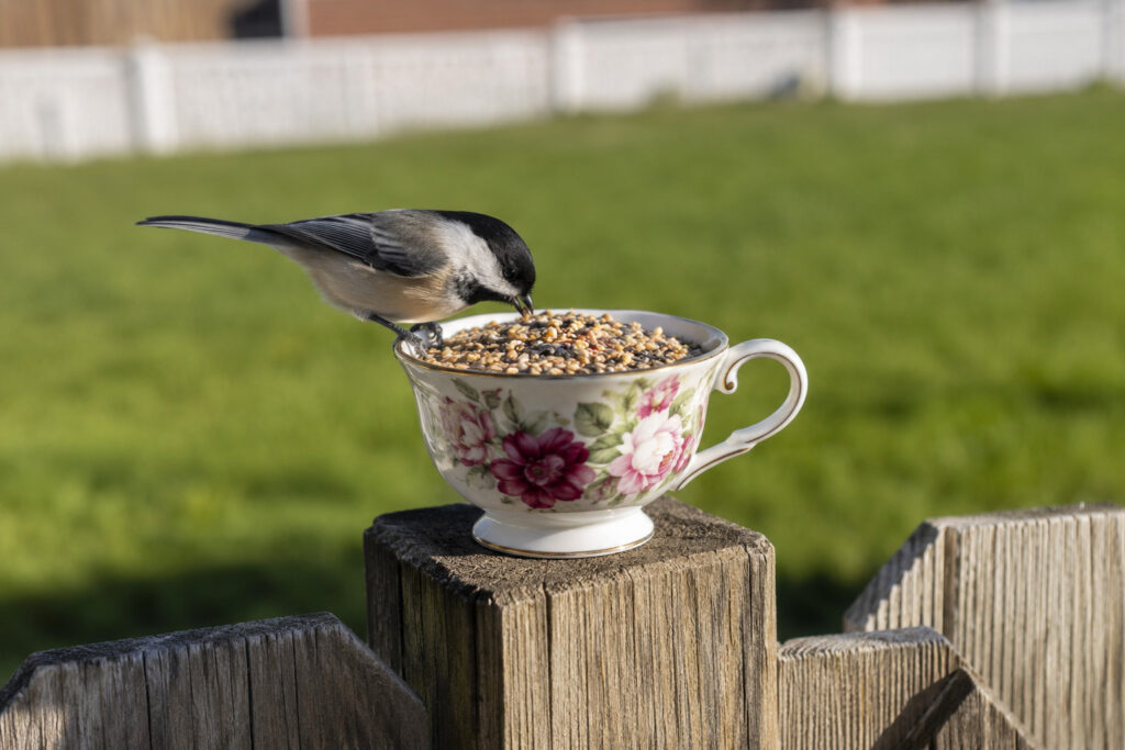 The “Teacup” Trick: How to Attract Birds When You Don’t Have Trees