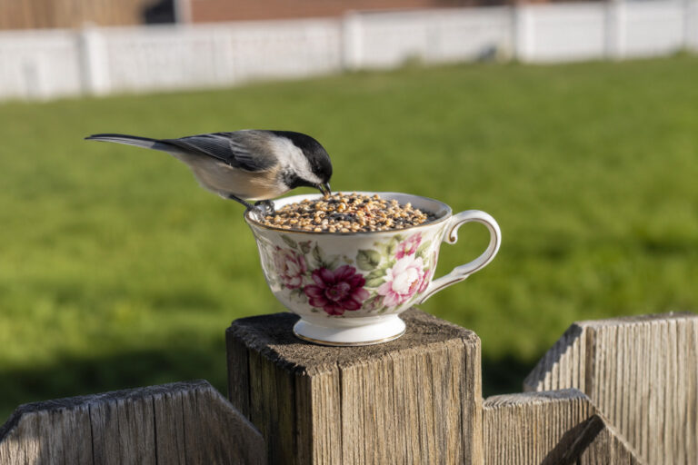 The “Teacup” Trick: How to Attract Birds When You Don’t Have Trees