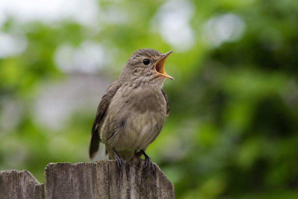 This One Sound Means a Bird Is in Trouble — Do You Know It?