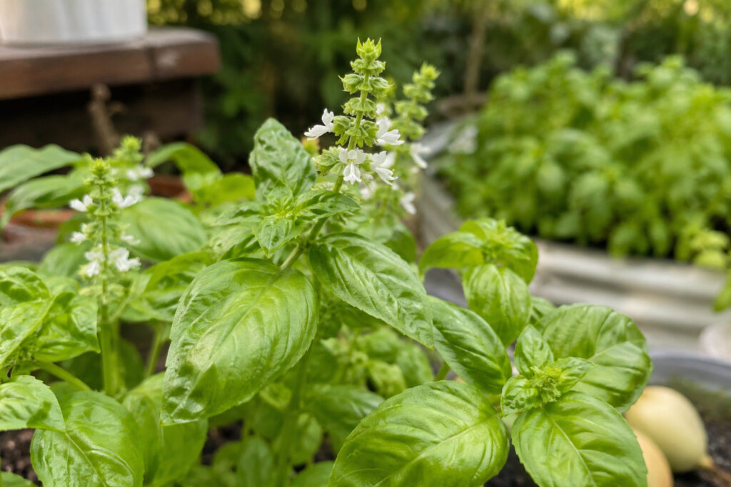Use Basil Flowers Before They’re Gone: The Fall Harvest Secret That Saves Your Season