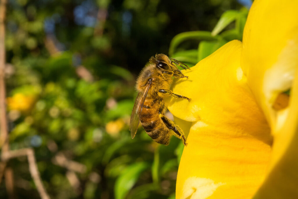 When Bees Get Drunk: The Wild Science Behind Australia’s Boozy Garden Bar