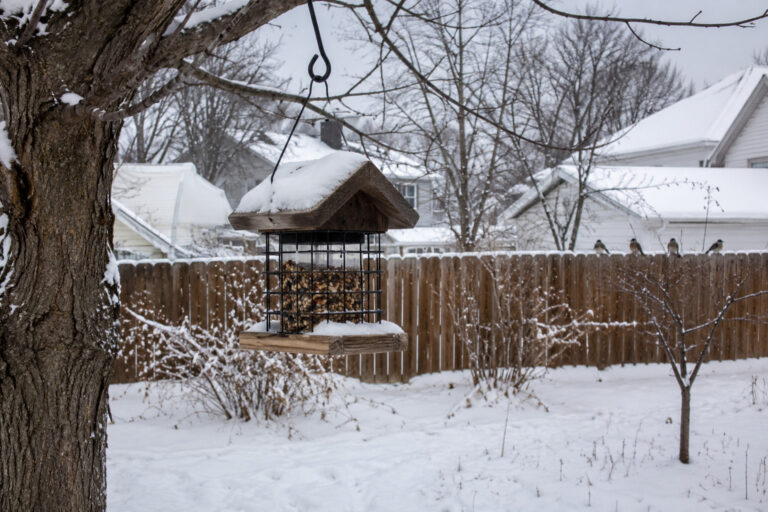 Why Birds Disappear From Your Yard Every February (And How to Bring Them Back)