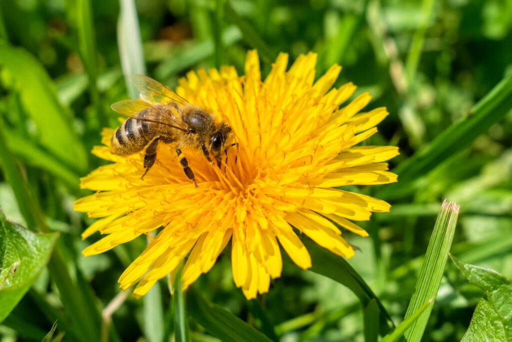 Why Dandelions Are Nature’s Most Undervalued Pollinator Lifeline (And How They’re Quietl
