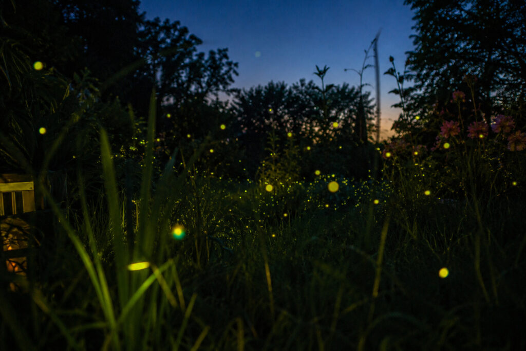 Why Fall Garden Sprays Kill Next Summer’s Firefly Magic (And How to Protect Them)