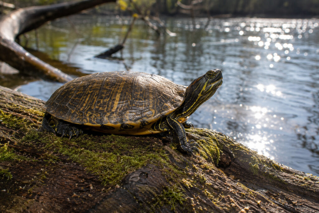 Why Painting Turtle Shells Is Never Art (It’s Torture)