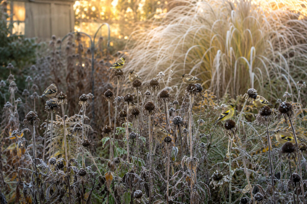 Why Smart Gardeners Never Cut Down Their Gardens Before October 1st