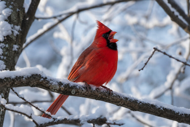 Why Some Birds Sing in Winter — Even When It’s Below Freezing