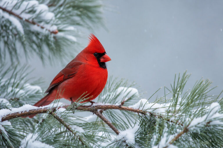 Why You Never See Baby Cardinals in Winter (And Where They Hide)