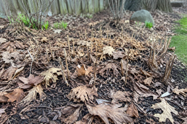 Why You Should Never Clean Your Garden Beds Until Temperatures Stay Above 50 Degrees