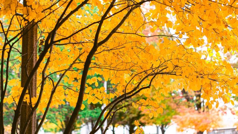 Bright yellow autumn leaves on trees, capturing the essence of fall outdoors.