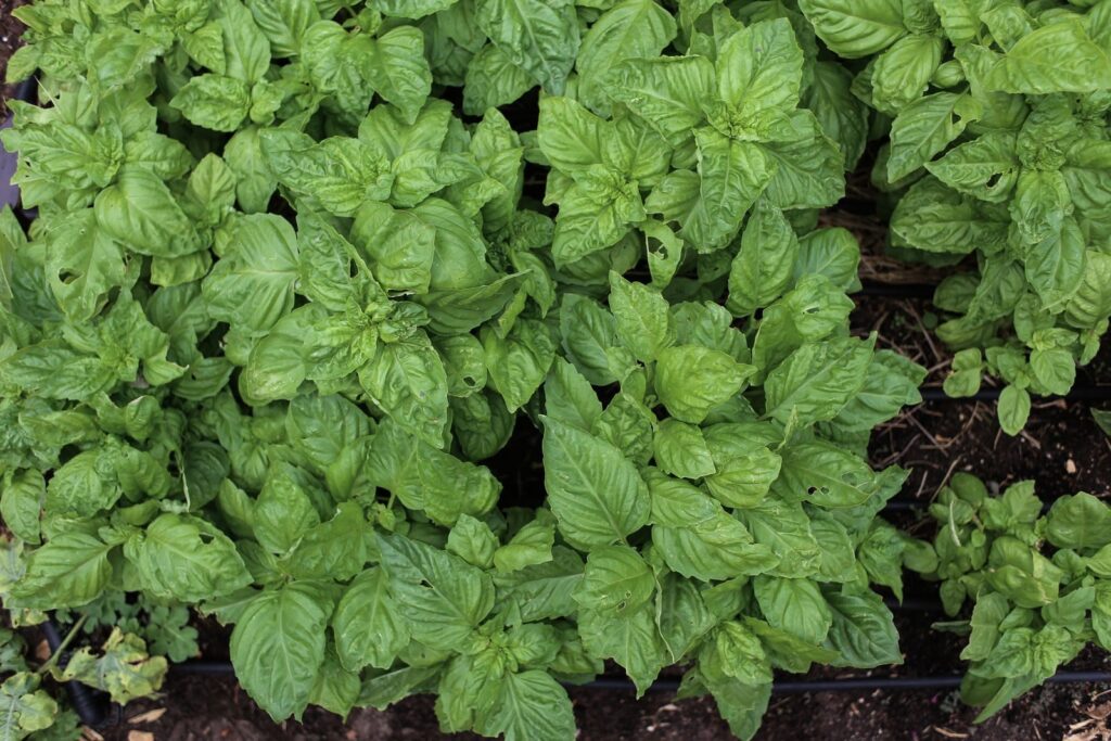 A vibrant display of fresh green basil leaves growing in a garden, perfect for cooking and herbal remedies.