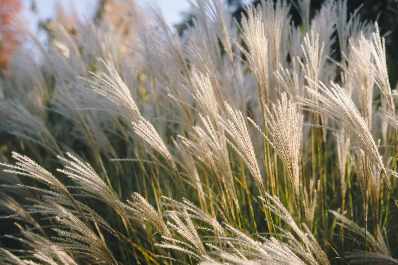 14 ‘Imperfect’ Yard Habits That Attract Finches 5 Beautiful close-up of feather reed grass swaying gently in the sunlight.