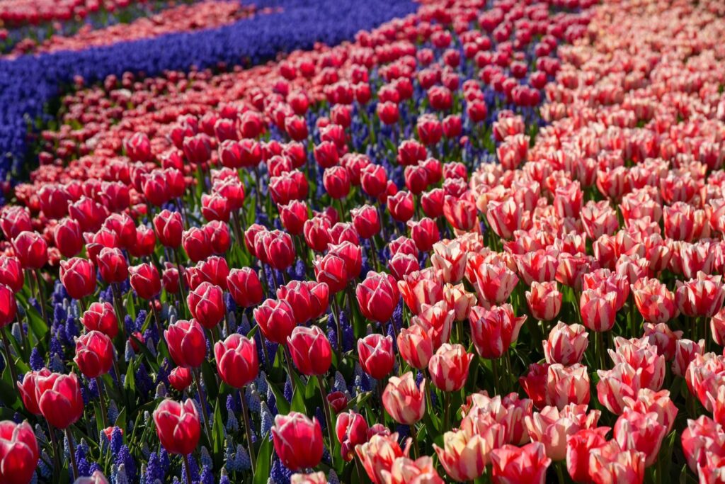 Rows of red and pink tulips blooming beside blue grape hyacinths in spring