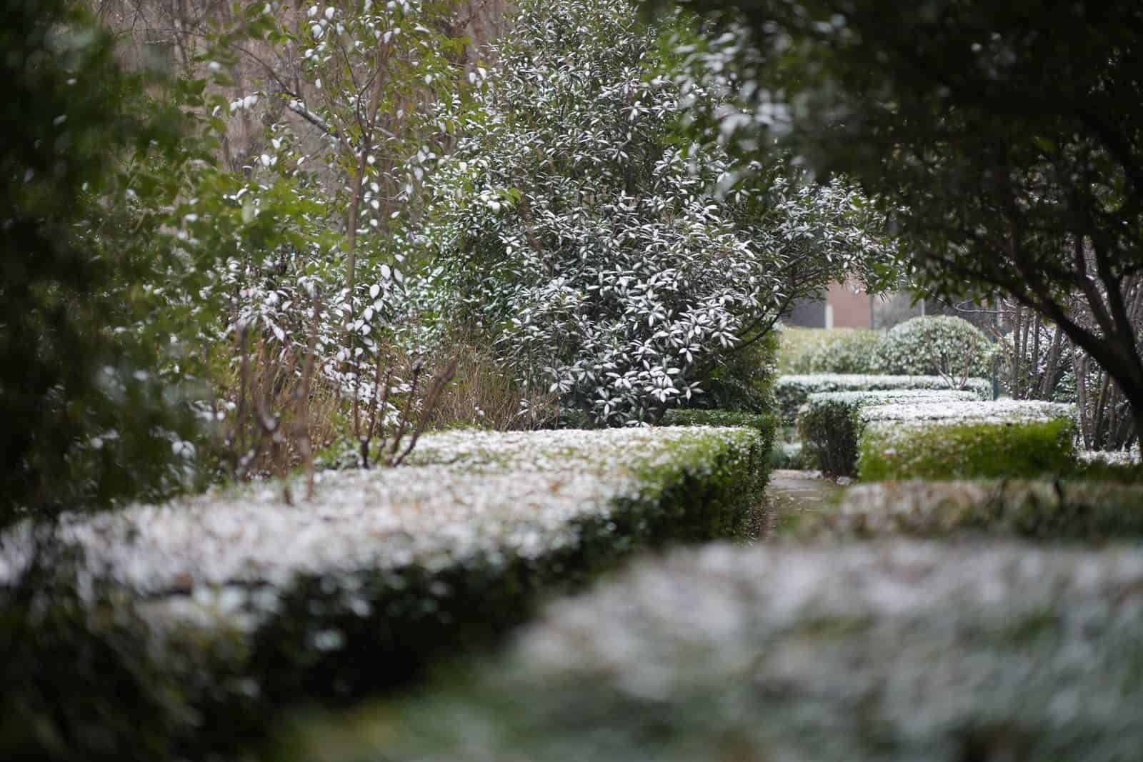 What Birds Eat in the Wild During Winter (And Why They Still Visit Your Yard) 1 Serene winter garden with snow-dusted hedges and trees, ideal for seasonal themes.
