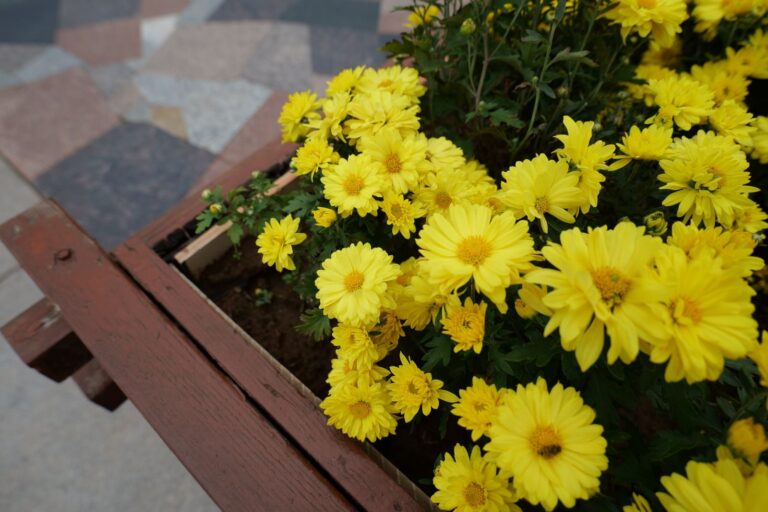 Bright yellow chrysanthemums filling a wooden planter on a tiled patio in fall