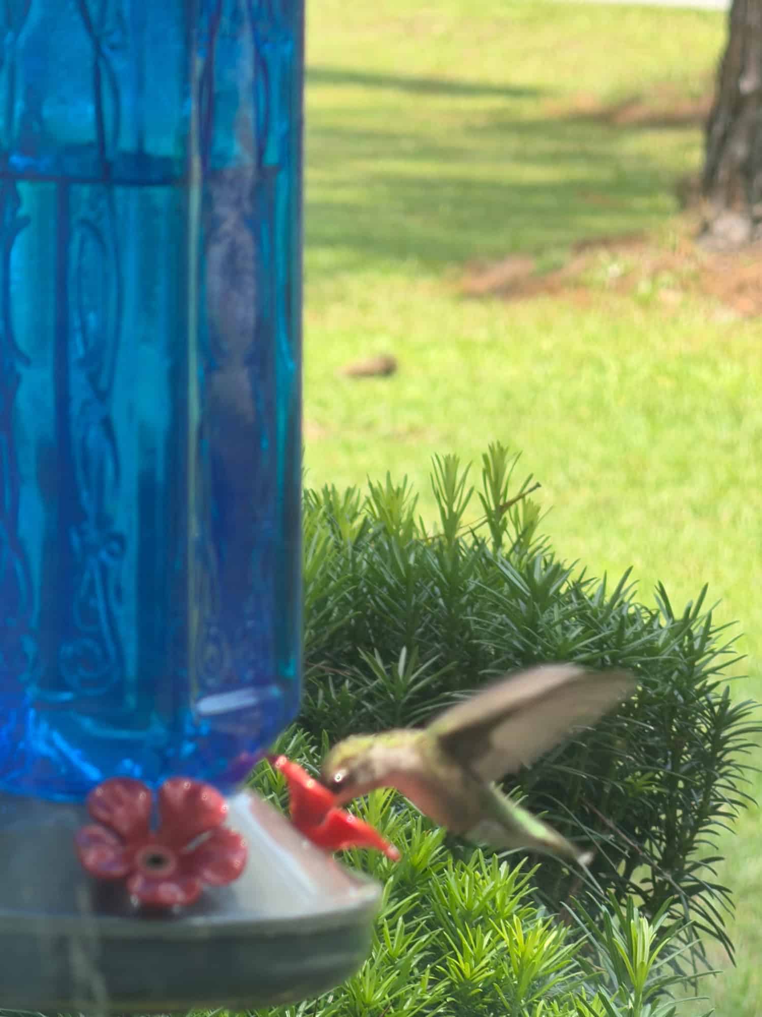 Kathleen's Feeder Setup in McRae-Helena, GA 6 reader submission 41601 IMG 2779