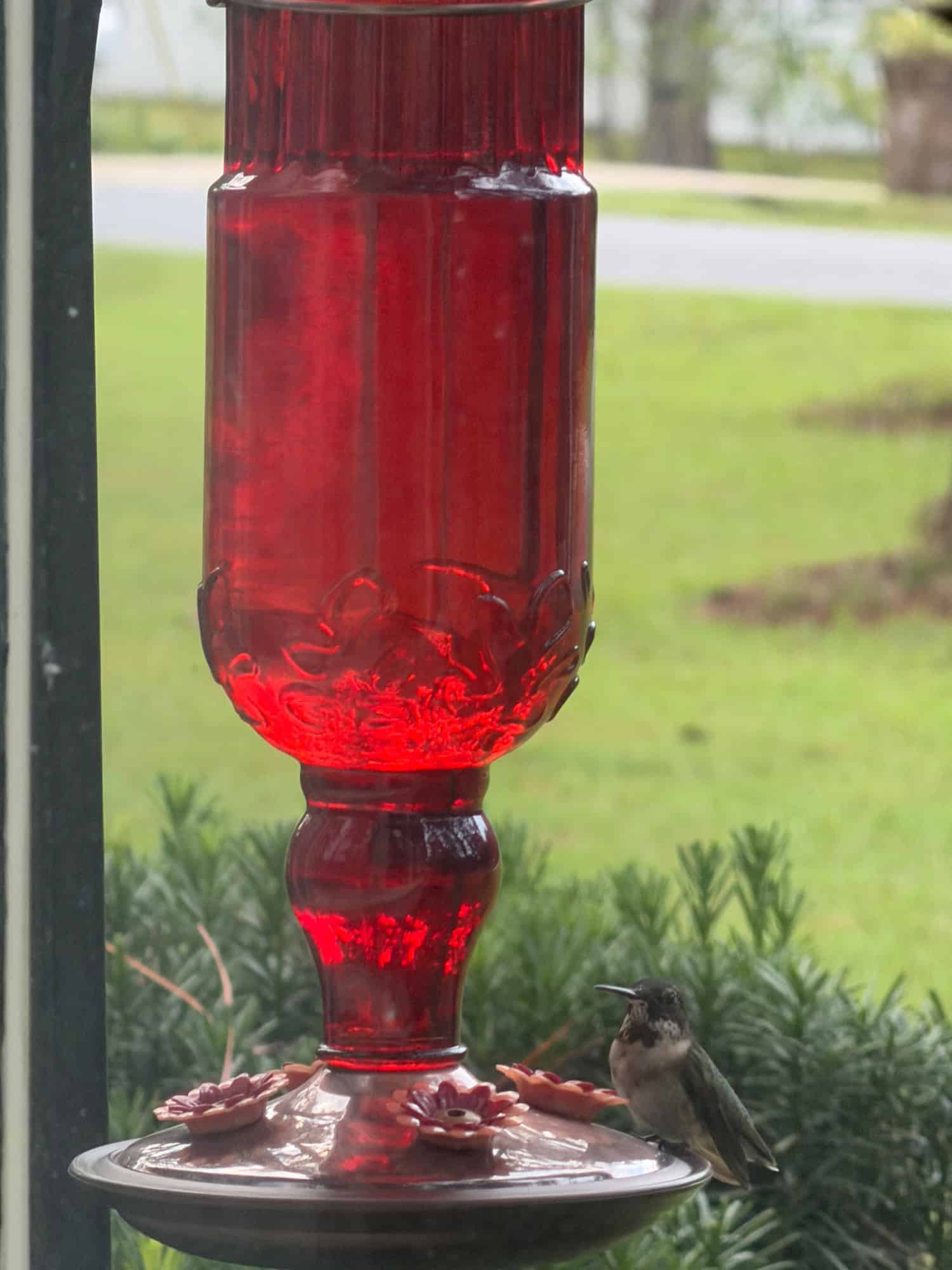 Kathleen's Feeder Setup in McRae-Helena, GA 7 reader submission 41601 IMG 2873