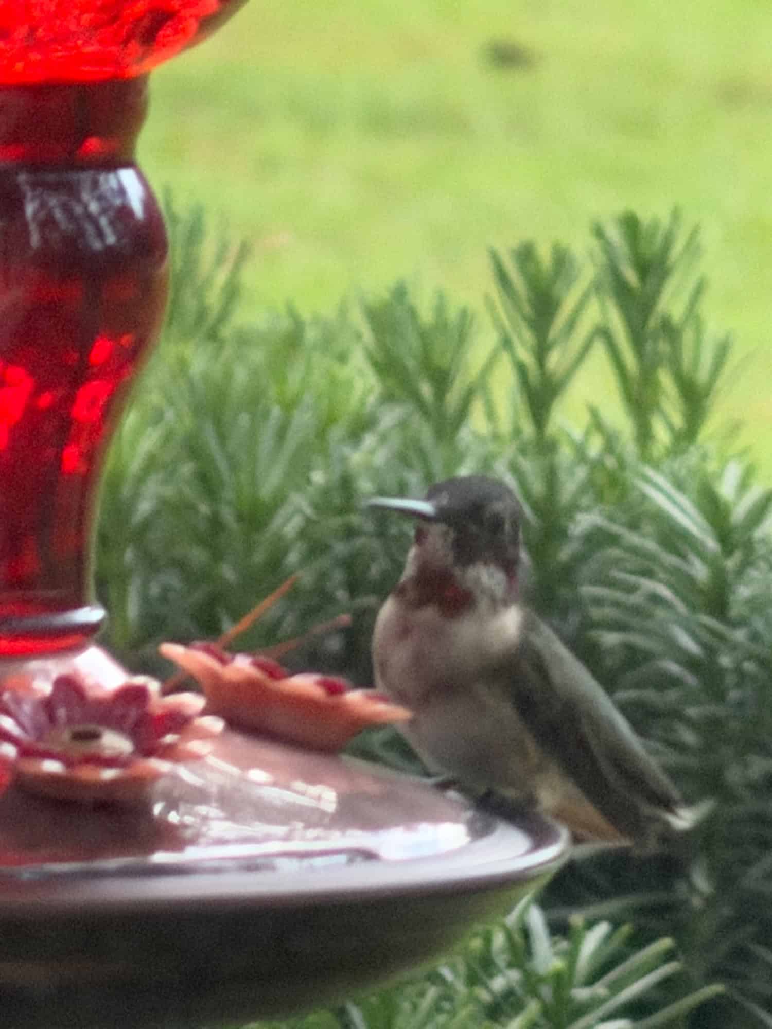 Kathleen's Feeder Setup in McRae-Helena, GA 5 reader submission 41601 IMG 2874